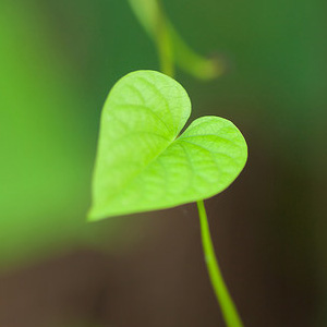 Bright green heart-shaped leaf.