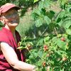 Ven. Semkye tending to a berry bush.