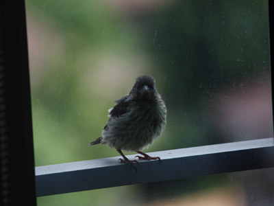 A bird standing at a window.