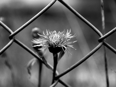 Black and white image of a flower behind a chain-link fence.
