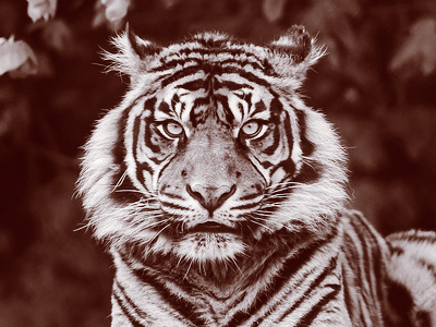 A Sumatran tiger, looking into the camera.