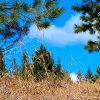 Un brillante cielo azul y la hierba seca del invierno en un campo en la Abadía.