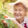 Elderly woman picking tomatoes from garden.