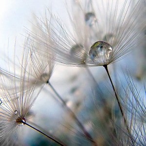 Gotas de agua sobre semillas de diente de león.