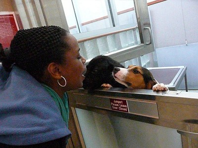 Woman visiting dogs in a shelter.