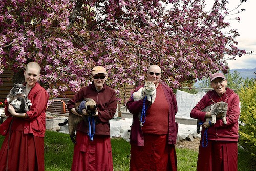 Four nuns with four Sravasti Abbey cats named after the four immeasurables.