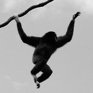 Monkey swinging from branch to branch.