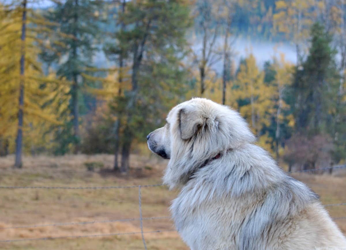 Shaggy dog looking into the distance with fall trees in background