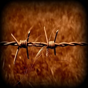 Photo of barbed wire.