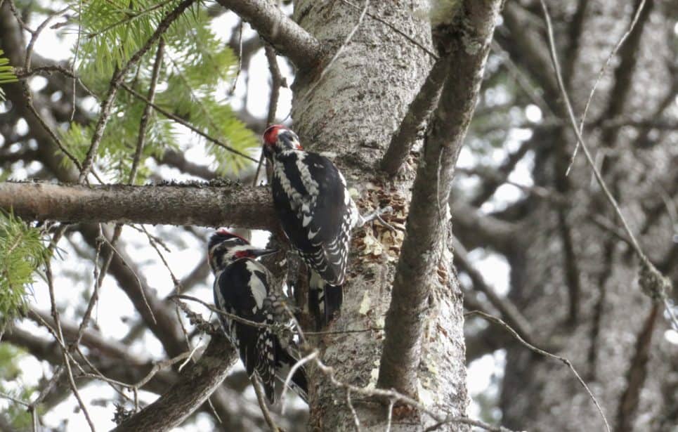 Two woodpeckers in a tree