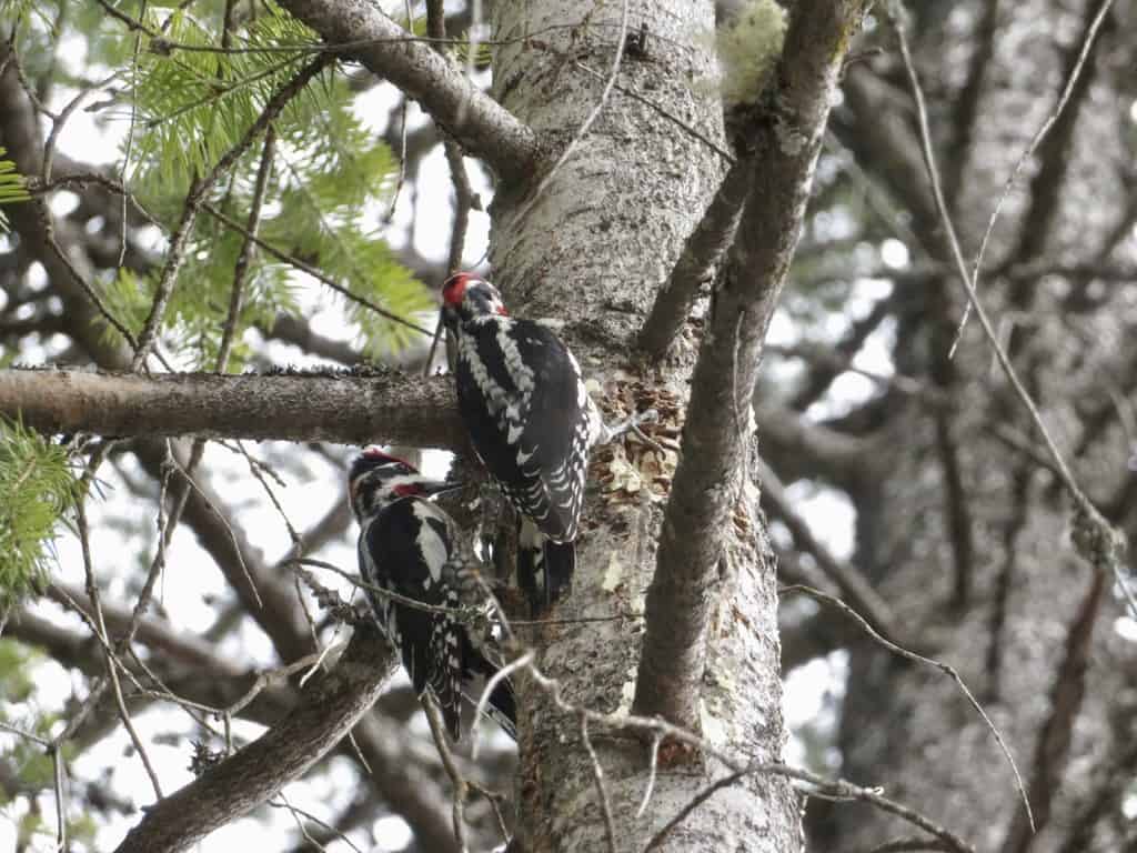 Two woodpeckers in a tree