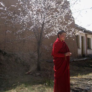 A tibetan buddhist nun standing beside a peach blossom tree.