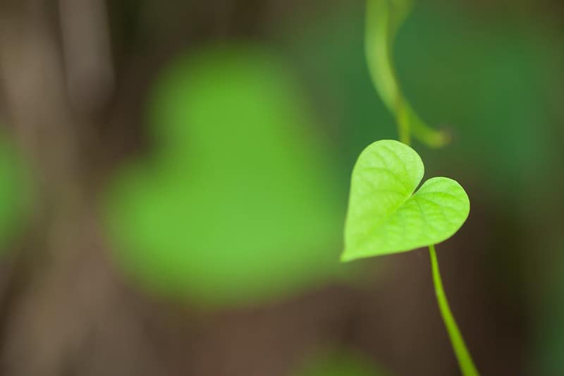 Bright green heart-shaped leaf.