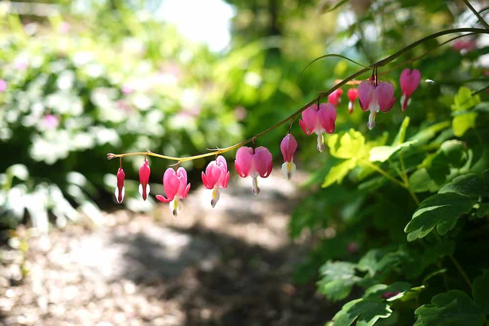 أزهار القلب النازفة في حديقة دير سرافاستي.