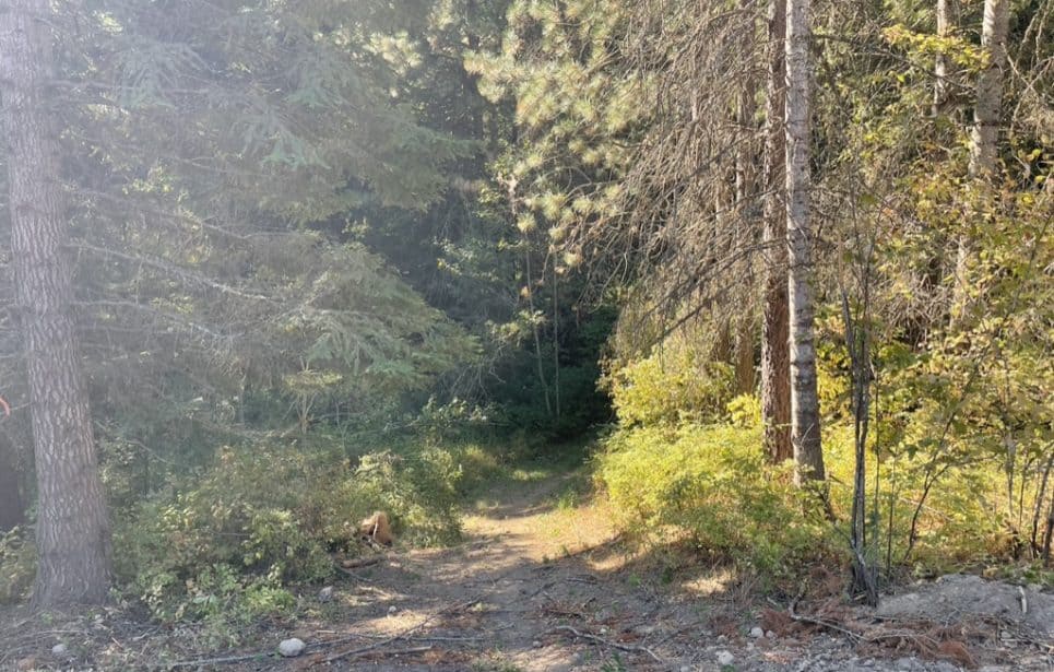 Path through trees