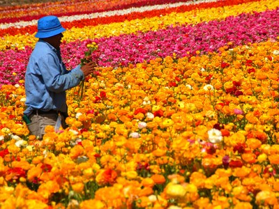 A worker picking flowers at a very colorful flower fields.