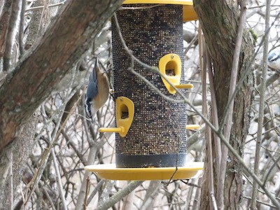 A bird enjoys eating at a feeder in the middle of winter.