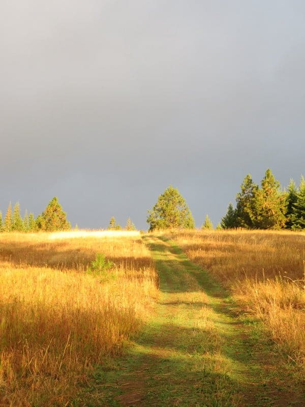 Meadow Path