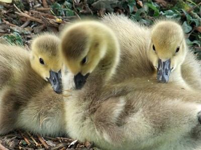 Three gosslings sitting together.