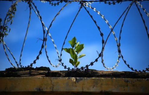Barbed wire against blue sky with one plant growing