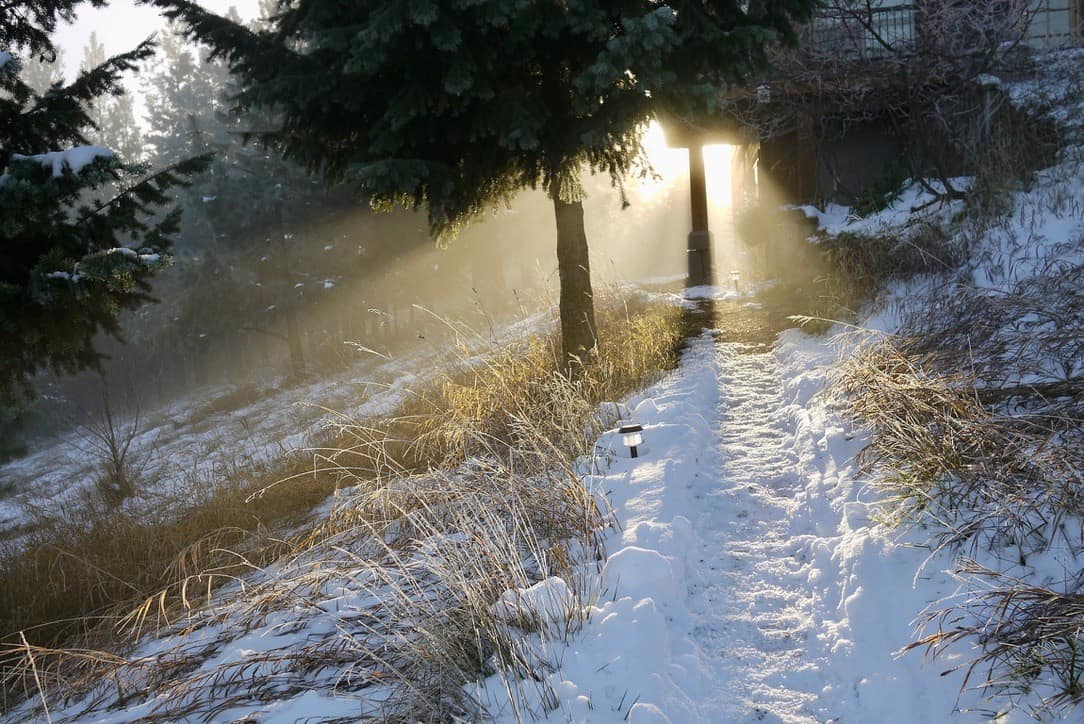Sunlight streaming through the tress onto a snowy path in the woods