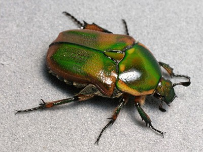 A green and gold-colored beetle.