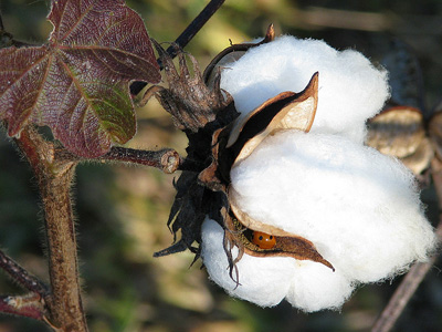 Cotton on a plant, ready to be harvested.