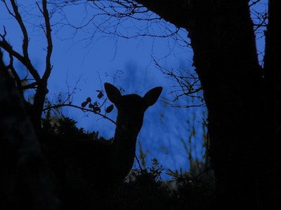 A deer in silhouette.