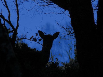 Un cervo in silhouette.