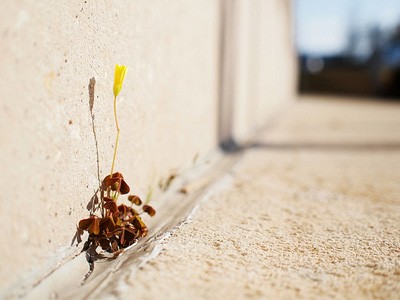 Żółty kwiat wyrastający z pęknięcia w betonie.