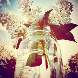 A bouquet of white lilacs in a mason jar.