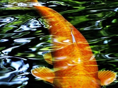 Koi fish swimming.