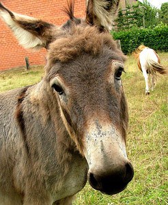 Closeup of a mule's face.