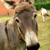 Closeup of a mule's face.
