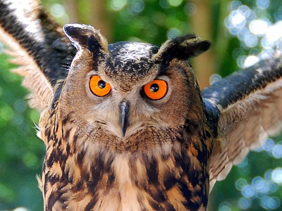 An owl with wings spreading out.