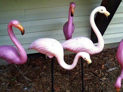 Plastic pink flamingos by a house.
