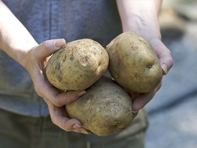 A person holding three potatoes.