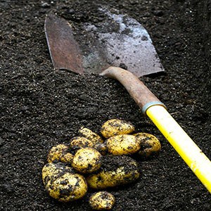 A spade and some potatoes being digged out of the soil.