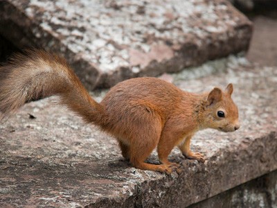 A squirrel standing on a cement ledge.