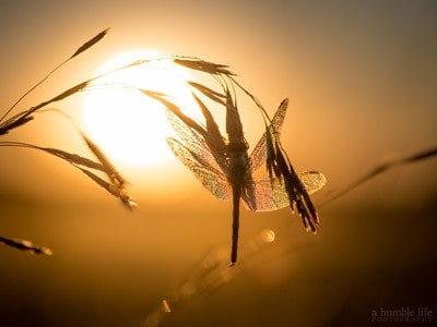 A dragonfly resting on a straw of weed, glowing in the sun.