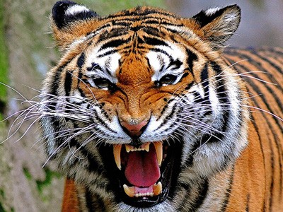 Face of a snarling tiger.