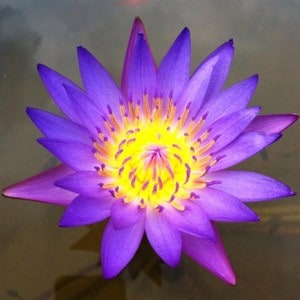 A bright blue color lotus
