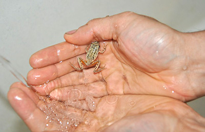 Washing off a small frog found indoors before releasing it back into the wild.