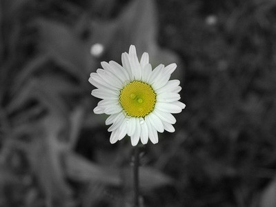A single daisy in color against a black and white background.