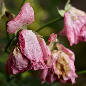 Pink roses in the process of disintegrating.