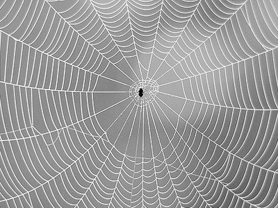 Big spiderweb with spider in middle.