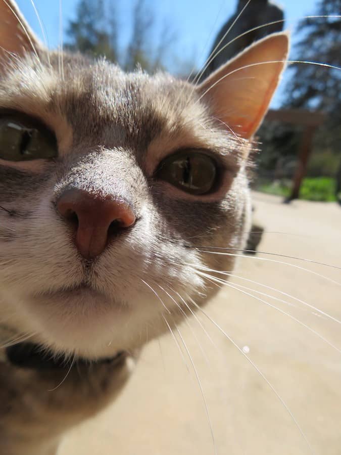 Zbliżenie: kot Mudita patrząc w kamerę.