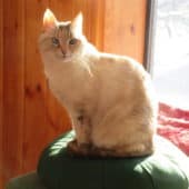 Karuna the cat sits on a meditation cushion.