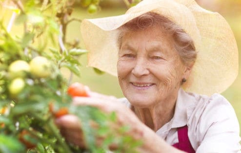 Elderly woman picking tomatoes from garden.