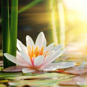 Beautiful lotus in the warm light of dawn.